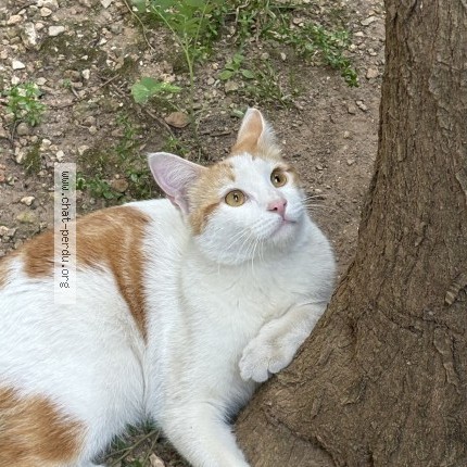 Photo 1/1 Chat trouvé Trouvé à Marseille