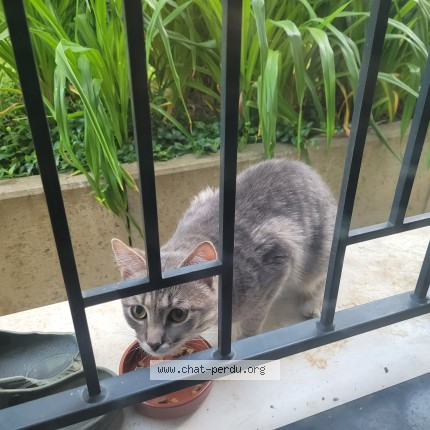 Photo 1/1 Chat trouvé Trouvé à Clamart
