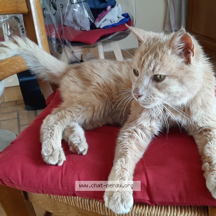 Photo de chat trouvé à Vementon