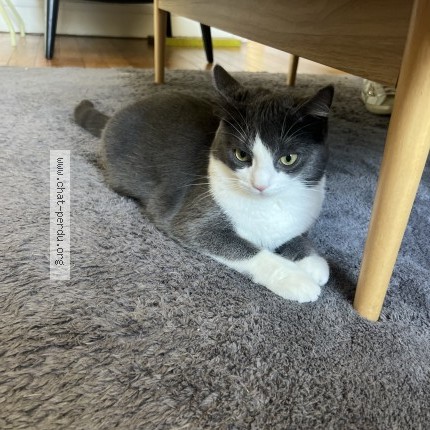 Photo 1/1 Chat retrouvé Perdu à Paris