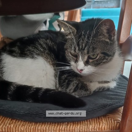 Photo 1/1 Risette Chat perdu à St Caradec