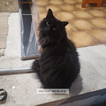 Photo 1/1 Maurice Chat perdu à Ruelle Sur Touvre