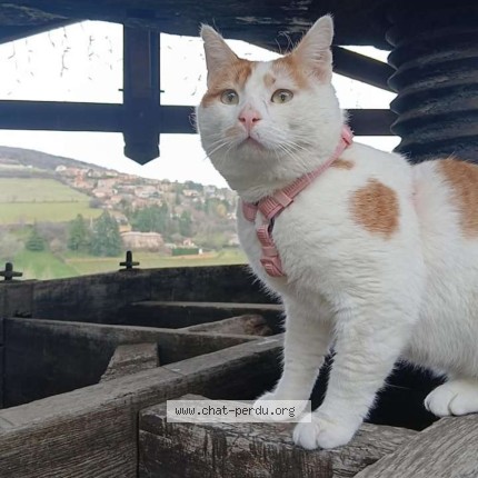 Photo 1/1 Skaï Chat perdu à Val D Oingt