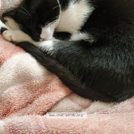 Photo 1/1 Myrtille Chat perdu à Gennevilliers