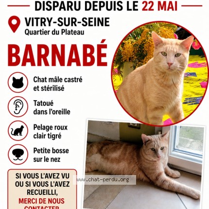 Photo 1/1 Barnabé Chat perdu à Vitry Sur Seine