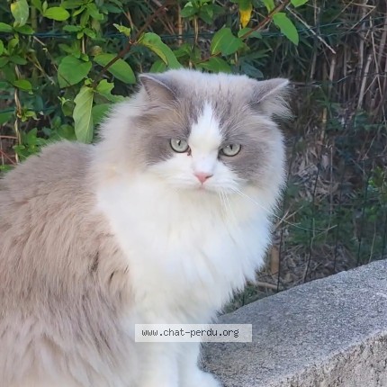 Photo 1/1 Chat retrouvé Perdu à Montpellier