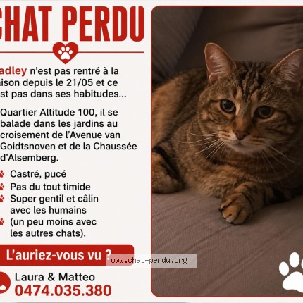 Photo 1/1 Bradley Chat perdu à Uccle