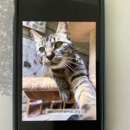 Photo 1/1 Haru Chat perdu à Ozenx