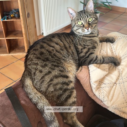 Photo 1/1 Petrus Chat perdu à Ambares Et Lagrave