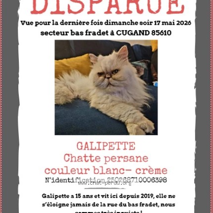 Photo de chat perdu à Cugand 85610