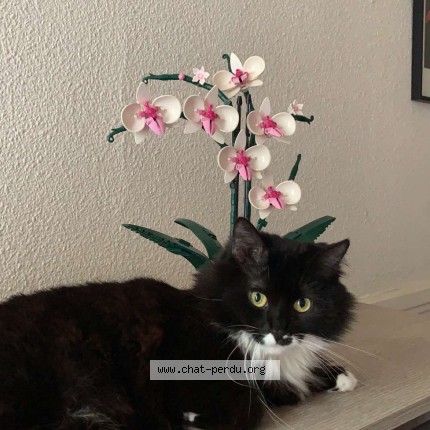 Photo 1/1 Naya Chat perdu à Bordeaux