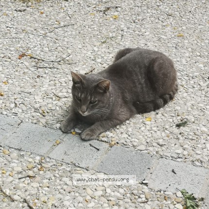 Photo 2/2 Oslo Chat perdu à Liancourt