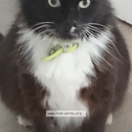 Photo 1/1 Moustache dit Moumouss Chat perdu à Blainville Sur L Eau