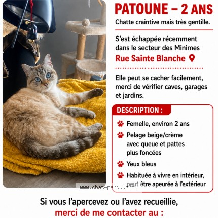 Photo 1/1 Patoune Chat perdu à Toulouse
