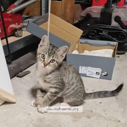 Photo 1/1 Chat trouvé Trouvé à Remoulins