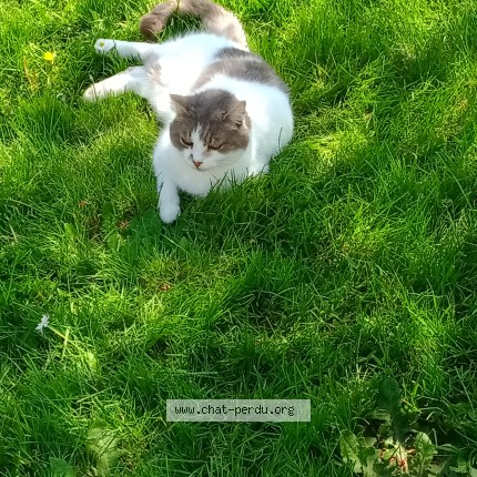 Photo 1/1 Petula Chat perdu à Neuvy Sur Barangeon