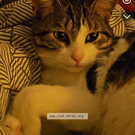 Photo de chat perdu à Saint Denis