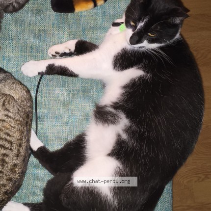 Photo de chat perdu à Notre Dame De Riez