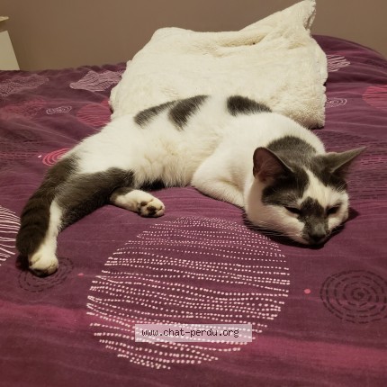 Photo 1/1 Mochi Chat perdu à Clamart