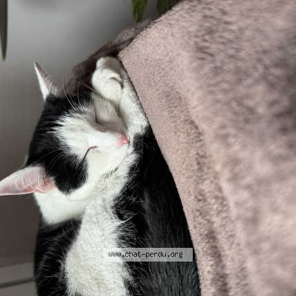 Photo 1/1 Inky Chat perdu à Champigny Sur Marne