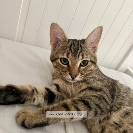 Photo 1/1 Chat retrouvé Perdu à Malakoff
