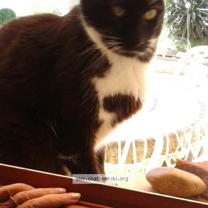 Photo 1/1 Chat trouvé Trouvé à Toulouse