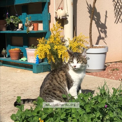 Photo 1/1 Aloha Chat perdu à Corbas