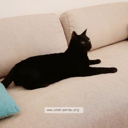 Photo 1/1 KEOPS - petit chat Chat perdu à Marseille