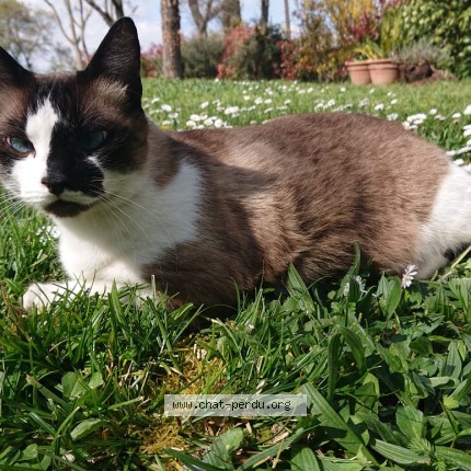 Photo 2/3 MINO Chat perdu à Colomiers