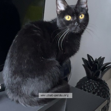 Photo de chat perdu à Sassenage