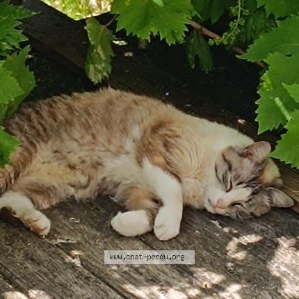 Photo 1/1 Chat trouvé Trouvé à Le Mans