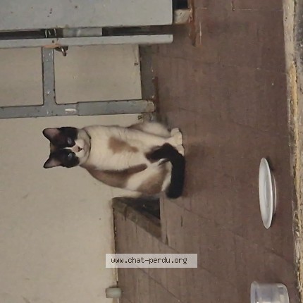 Photo 1/1 Chat trouvé Trouvé à Strasbourg