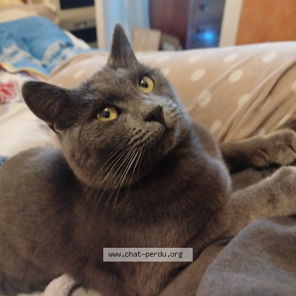 Photo de chat perdu à Montoire Sur Le Loir