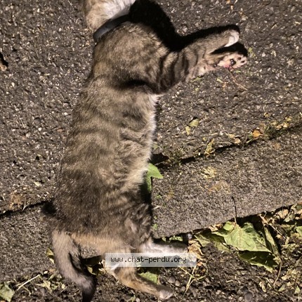 Photo de chat trouvé à Decines