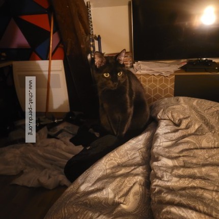 Photo 1/1 Chat retrouvé Perdu à Ingre