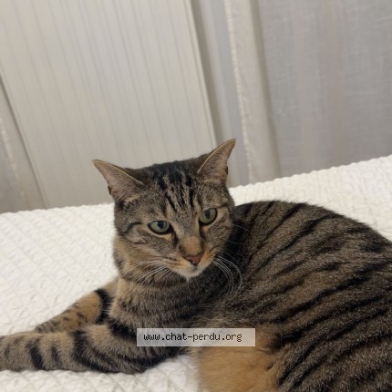 Photo de chat perdu à Drancy