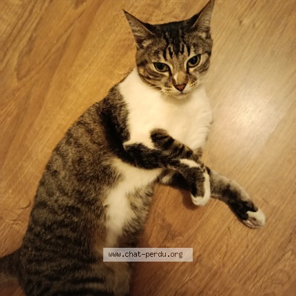 Photo 1/1 Chat trouvé Trouvé à Bordeaux