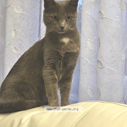 Photo de chat retrouvé à Paray Le Monial