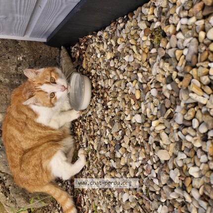 Photo 1/1 Chat trouvé Trouvé à Montmerle Sur Saone