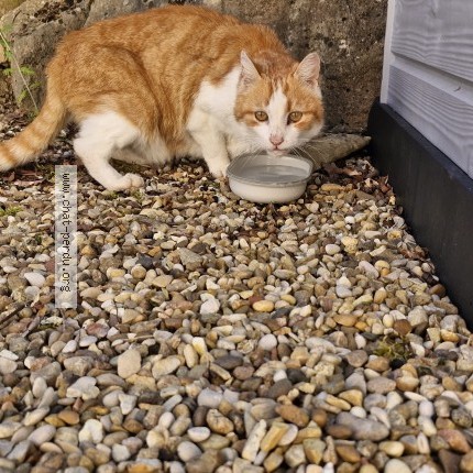 Photo 1/1 Chat trouvé Trouvé à Montmerle Sur Saone