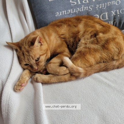 Photo de chat perdu à Arnage