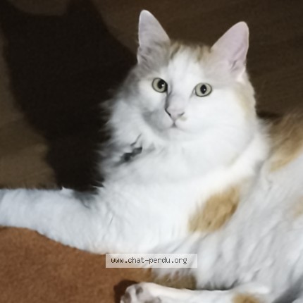 Photo 1/1 Nao Chat perdu à Vandoeuvre