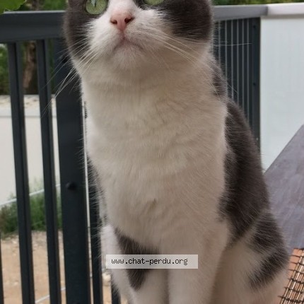 Photo de chat retrouvé à Chambesy