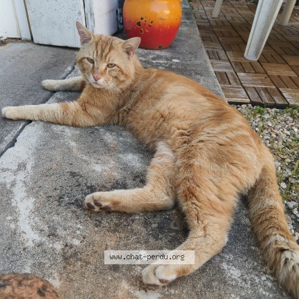 Photo 1/1 Chat trouvé Trouvé à Libourne