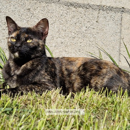Photo de chat perdu à Brueil En Vexin