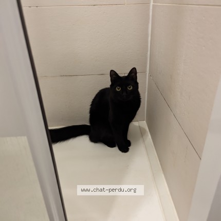 Photo de chat retrouvé à Poitiers