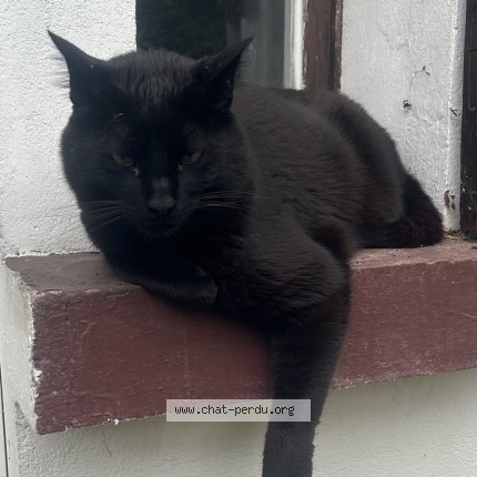 Photo de chat perdu à Merignac