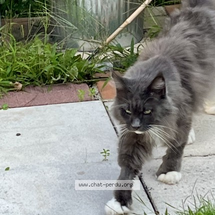 Photo de chat perdu à Franconville