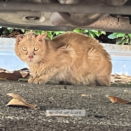 Photo 1/1 Chat trouvé Trouvé à Grenoble