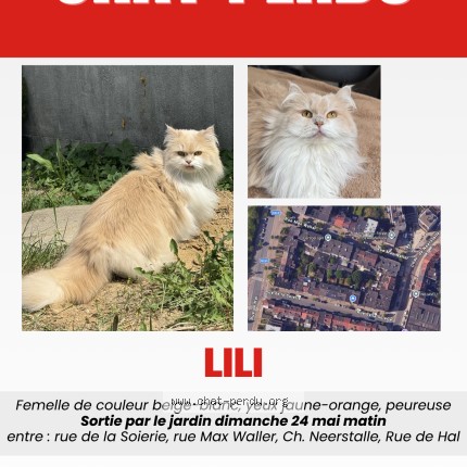 Photo 1/1 LILI Chat perdu à Forest